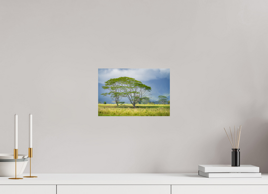 12 x 8″, Photo Print on Fuji Crystal DP II Savanna Trees of Kauai