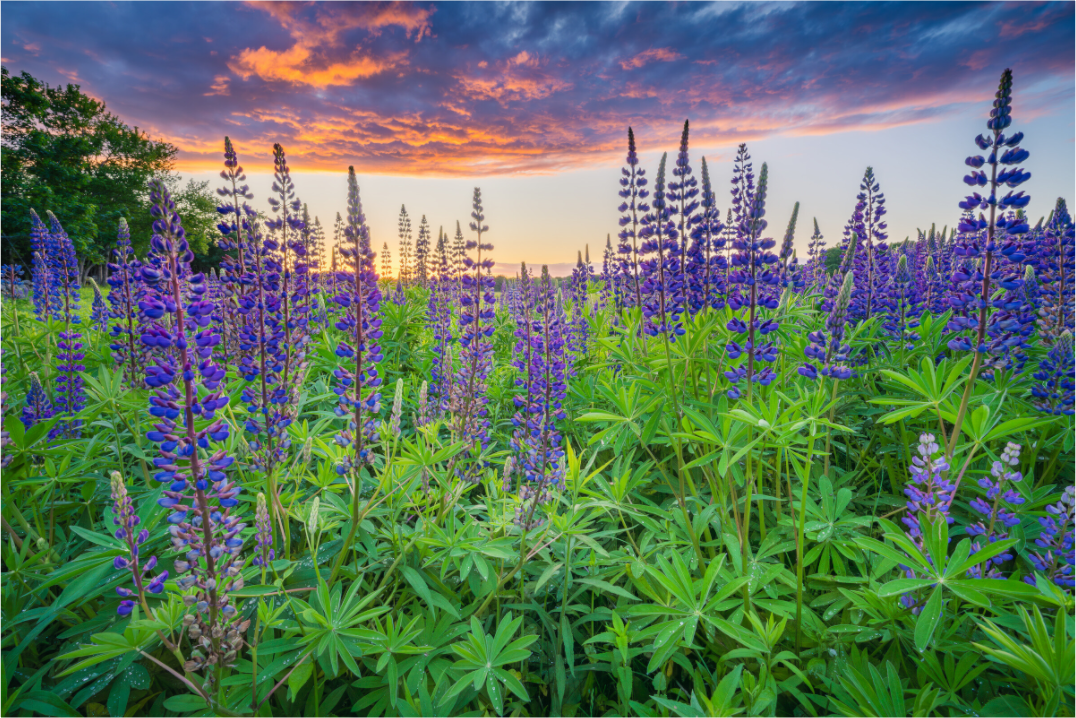 Main image Lupine Sunset