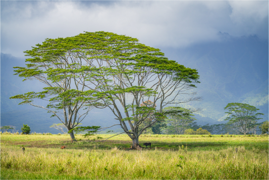 Main image Savanna Trees of Kauai