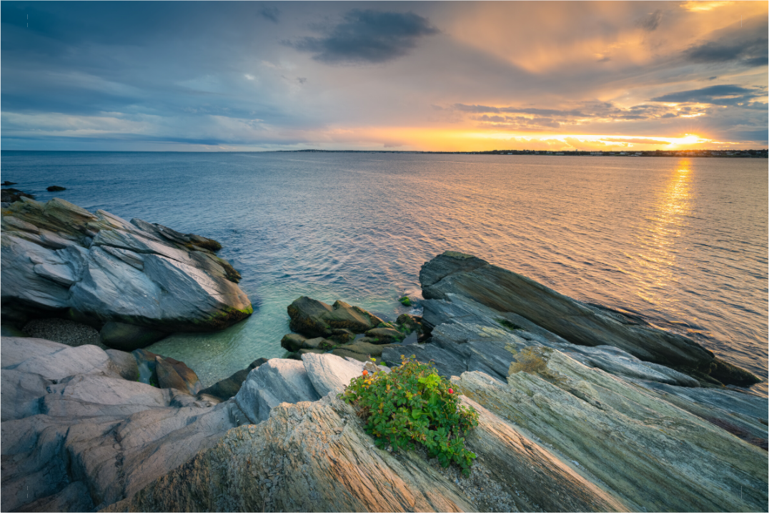 Main image Beavertail Sun Rays