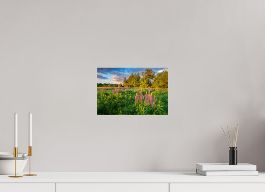 12 x 8″, Basic Photo Print on Fuji Crystal DP II Paper Lupines at Golden Hour