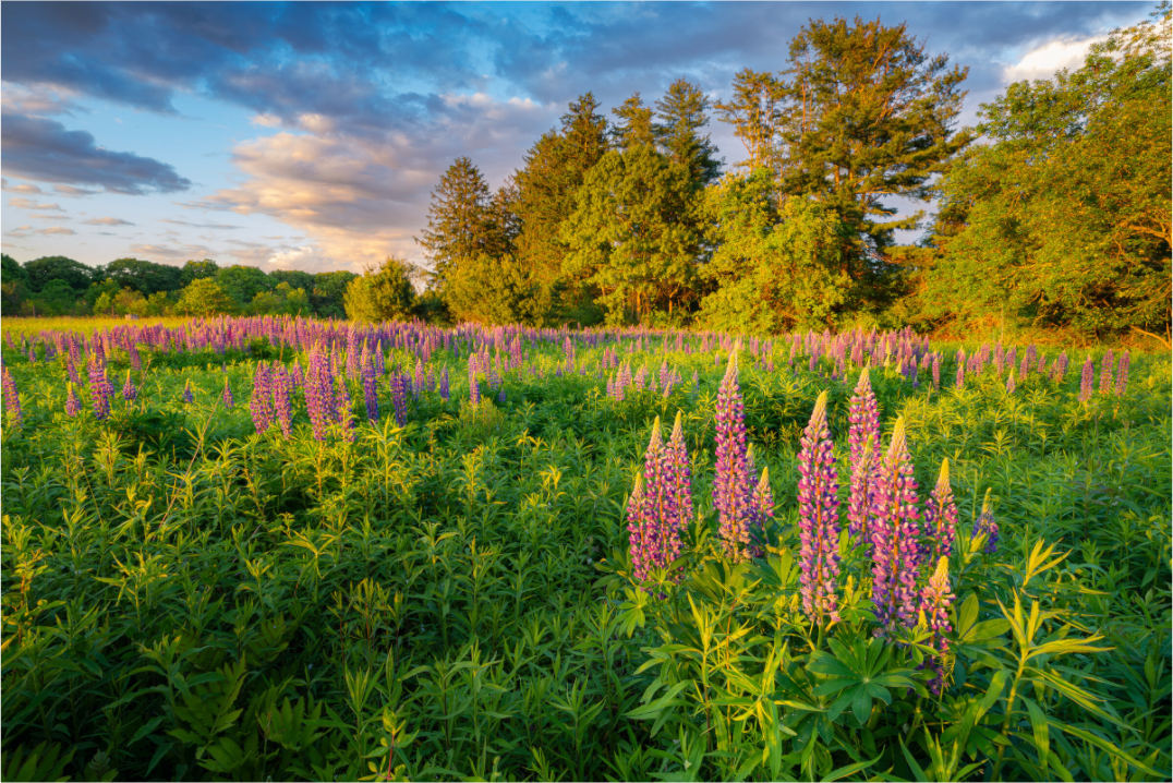 Main image Lupines at Golden Hour
