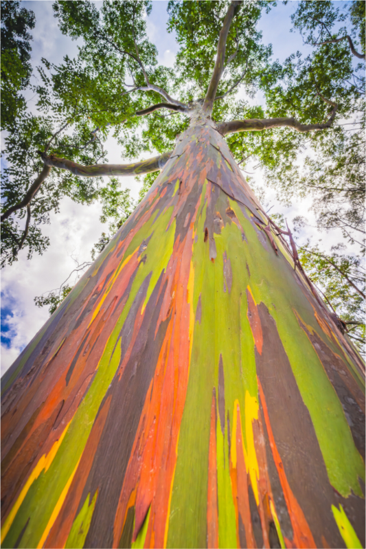 Main image Rainbow Eucalyptus Tree