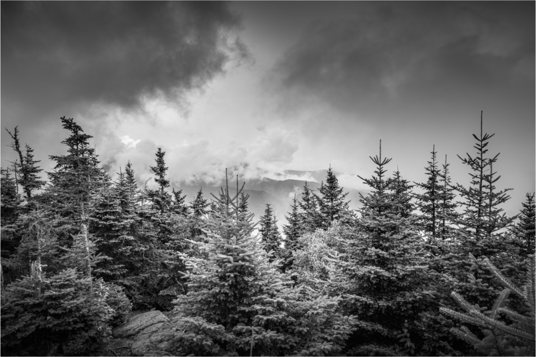 Main image Pines in Mountain Clouds